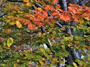 73 Caldi colori autunnali delle foglie del faggio